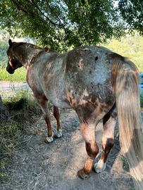 Cavallo