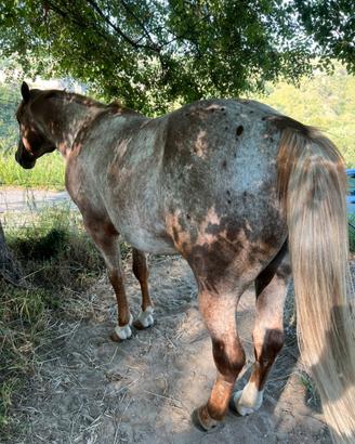 Cavallo