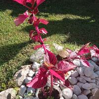 Pianta Iresine Meravigliosa