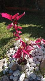 Pianta Iresine Meravigliosa