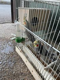 Pappagalli capoliste