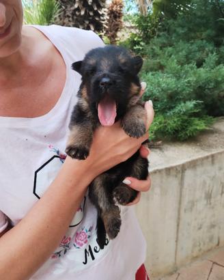 Cuccioli di pastore tedesco