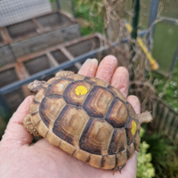 Marginate diversi anni