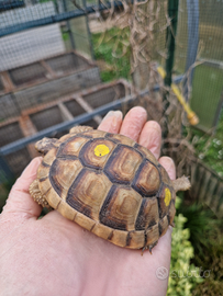 Marginate diversi anni