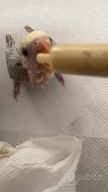 Pulli di inseparabile