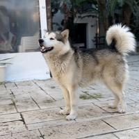 Alaskan Malamute per accoppiamento