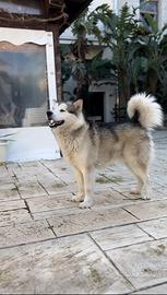 Alaskan Malamute per accoppiamento