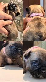 Bulldog Francese