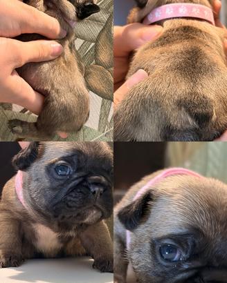 Bulldog Francese