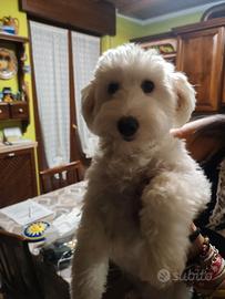 Maltese maschio 