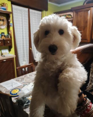 Maltese maschio 