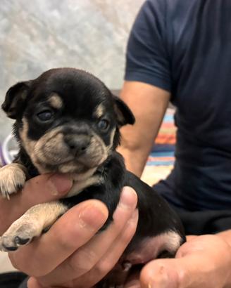 Chihuahua puro