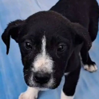 Cucciola nera e dolce