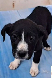 Cucciola nera e dolce