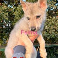 Vendita Cane Lupo Cecoslovacco