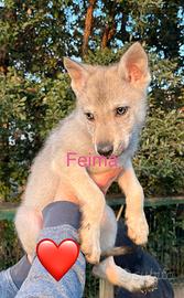 Vendita Cane Lupo Cecoslovacco