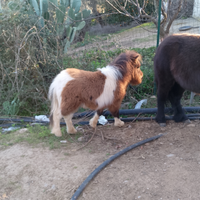 Pony maschio
