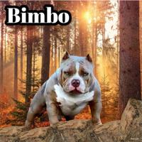 American bully lilac 3 merle'