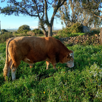 Torello pezzato rosso