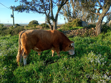 Torello pezzato rosso