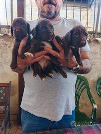 Cuccioli cocker e springer