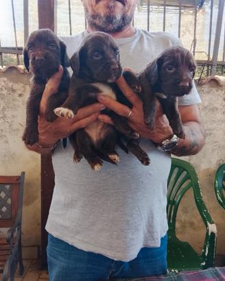 Cuccioli cocker e springer