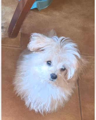spitz pomerania e barbocino
