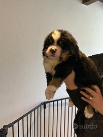 Cuccioli di Bovaro del Bernese