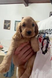 Cocker spaniel