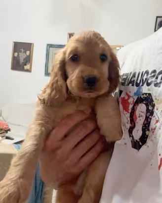 Cocker spaniel