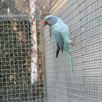Parrocchetto dal collare