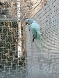 Parrocchetto dal collare