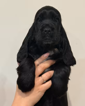 Cocker spaniel inglese pedigree