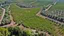 terreno-agricolo-12-ettari-con-vigneto-e-uliveto