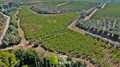 Terreno agricolo 12 ettari con vigneto e uliveto