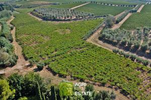 Terreno agricolo 12 ettari con vigneto e uliveto