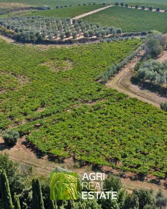 Terreno agricolo 12 ettari con vigneto e uliveto