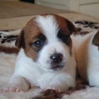 Jack russell terrier pelo liscio