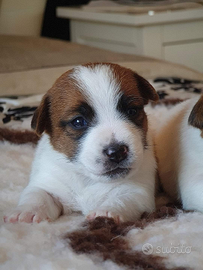 Jack russell terrier pelo liscio