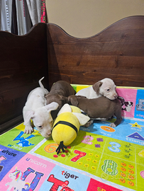 Amstaff recupero spese