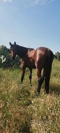 Cavallo purosangue inglese