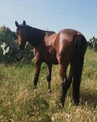 Cavallo purosangue inglese