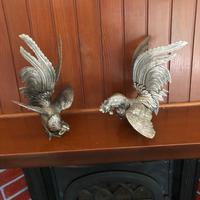 Galli da combattimento