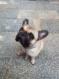 Stupendo Bulldog francese per monta