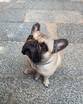 Stupendo Bulldog francese per monta