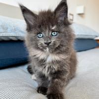 Cucciola di Maine Coon