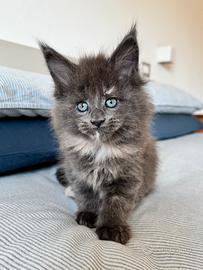 Cucciola di Maine Coon