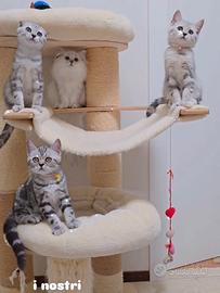 Gattini Scottish Fold e British meravigliosi 