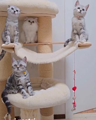 Gattini Scottish Fold e British meravigliosi 