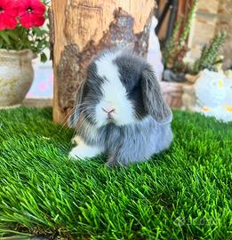 Ariete Nano Mini lop